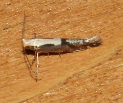 Argyresthia conjugella