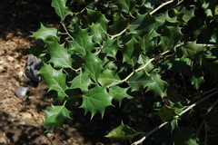 Hyperbaena ilicifolia