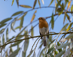 Erithacus rubecula