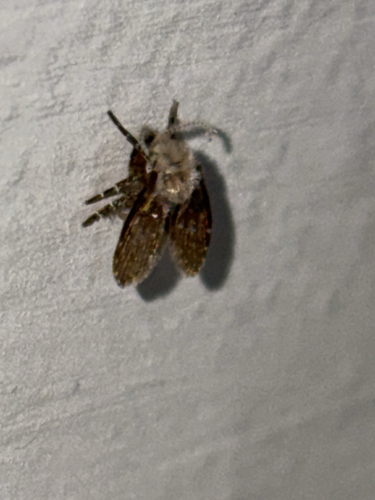 Unknown species found near W Willow Grove Ave, Philadelphia, PA, US