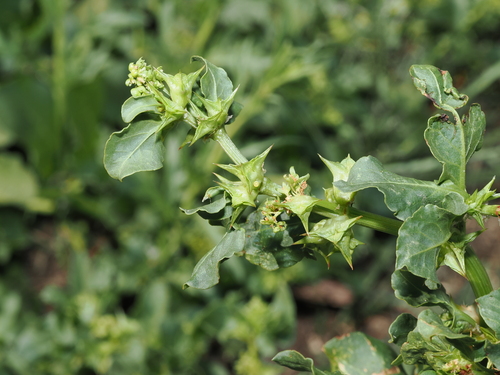 Cape Spinach (Rumex hypogaeus)