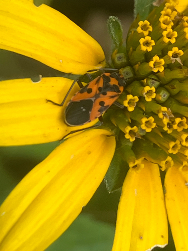Lygaeus slateri