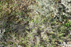 Plantago sempervirens