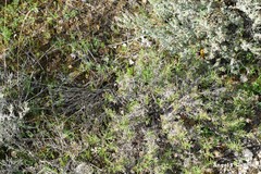 Plantago sempervirens