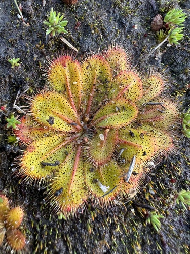 Red-leaved Sundew (Drosera bulbosa)