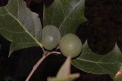 Hyperbaena ilicifolia