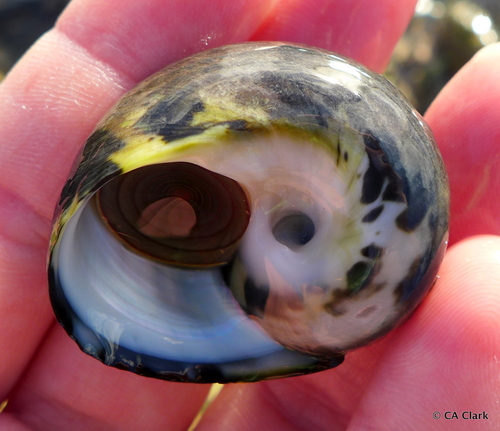 West Indian Top Shell