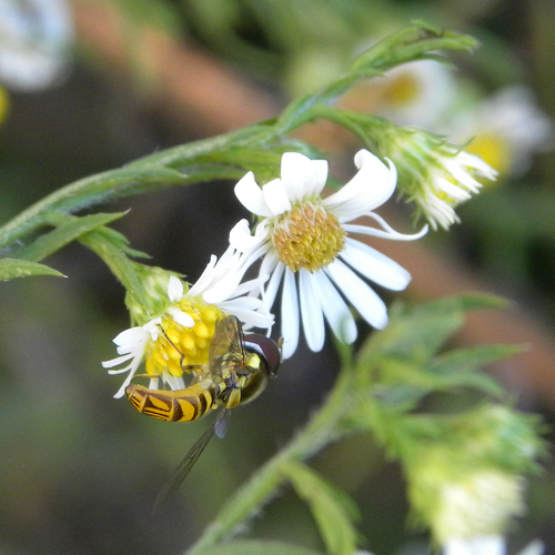 Unknown species found near Northern Kentucky University, Highland Heights, KY 41076, USA