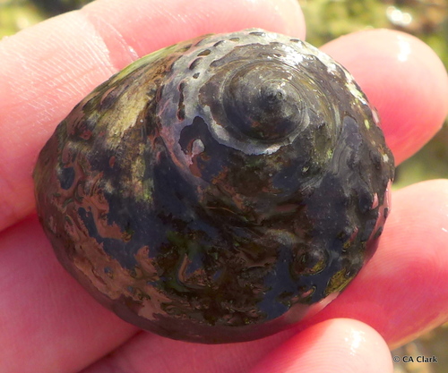 West Indian Top Shell