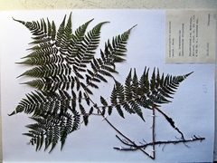 Athyrium spinulosum