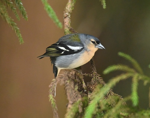 Azores Chaffinch, Punta Delgada, Ilha de São Miguel, Açores, Portugal, photo 10 of 10