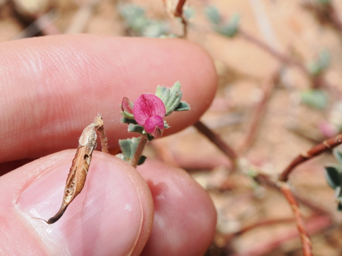 Red Bird's-Foot Trefoil (Lotus cruentus)