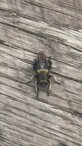 Unknown species found near Riverside Dr, Fredericksburg, VA, US