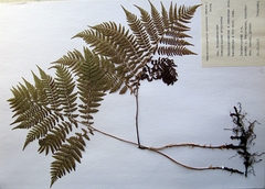 Athyrium spinulosum
