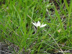 Ornithogalum baeticum