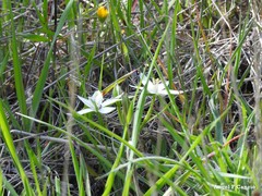 Ornithogalum baeticum
