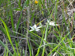 Ornithogalum baeticum