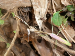 Idolomorpha madagascariensis