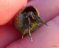 Clibanarius tricolor