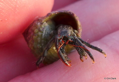 Clibanarius tricolor