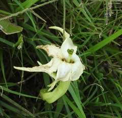 Jaborosa integrifolia