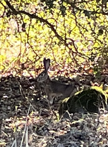 Black-tailed Jackrabbit