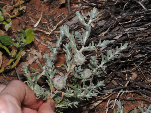 Cannonball Burr (Dissocarpus paradoxus)