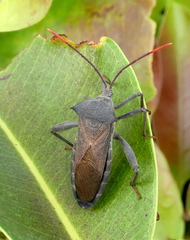 Anoplocnemis luctuosa