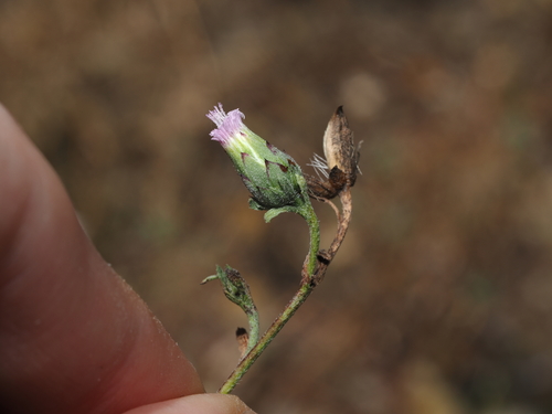 Desert Daisy (Streptoglossa adscendens)