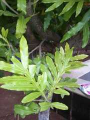Monoon longifolium