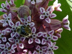 Trichiotinus assimilis