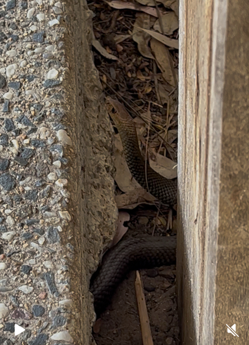 Eastern Brown Snake sighting
