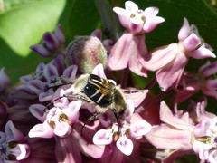 Trichiotinus assimilis