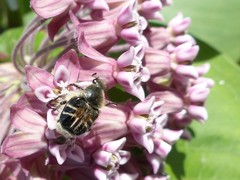 Trichiotinus assimilis