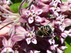 Trichiotinus assimilis