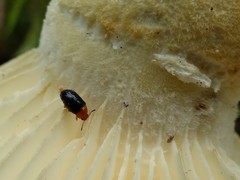 Triplax thoracica