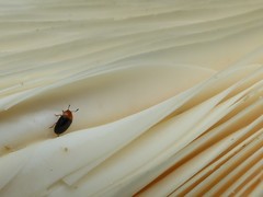 Triplax thoracica