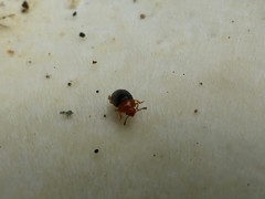Triplax thoracica
