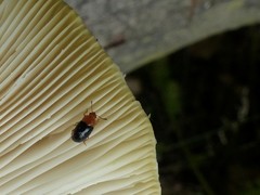 Triplax thoracica