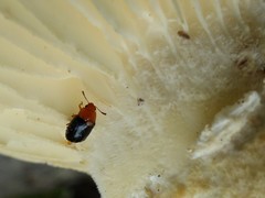 Triplax thoracica