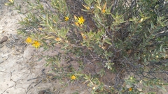 Chuquiraga avellanedae