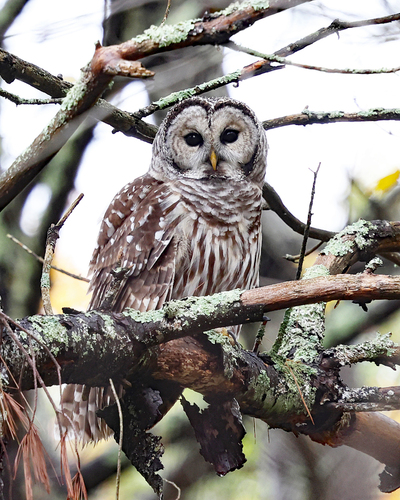 View observation of {o.common_name} on iNaturalist