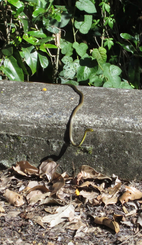 Common Tree Snake sighting