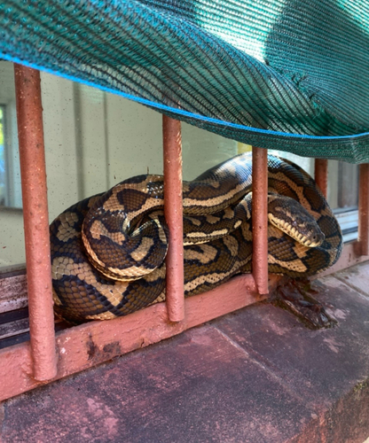 Coastal Carpet Python sighting