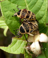 Euryomia argentea