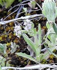 Valerianella discoidea
