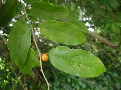 Celtis schippii