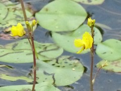Utricularia macrorhiza