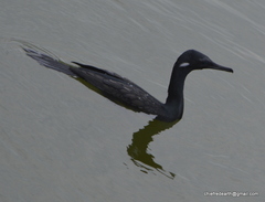 Phalacrocorax fuscicollis