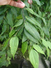Celtis trinervia